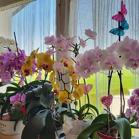 فيلافرانكا دي فيرونا B&B A Casa Di Eleonora المظهر الخارجي الصورة